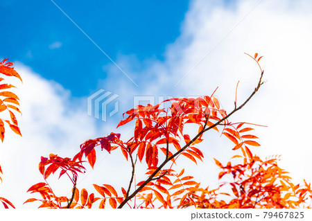Autumn leaves and blue sky of rowan [Nagano Prefecture] 79467825