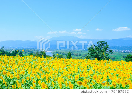 Sunflower field in Nanohana Park, Iiyama City Sunflower field in Nanohana Park, Iiyama City 79467952