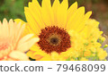 Sunflower 79468099