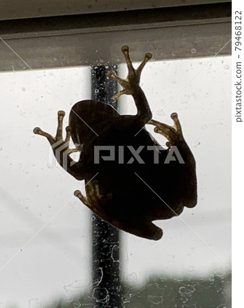 Tree frog in the window 79468122