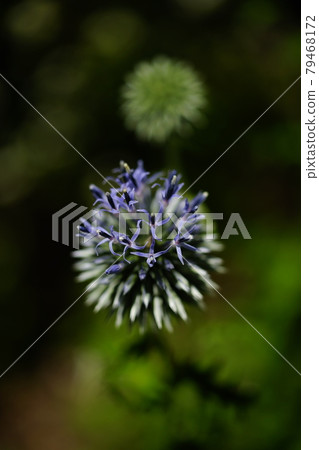 Ruritama thistle 79468172