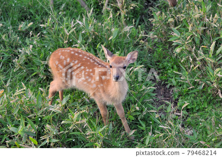Children of Yezo deer (Shiretoko, Hokkaido) 79468214