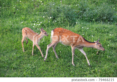 Flower field and sika deer parent and child (Shiretoko, Hokkaido) 79468215