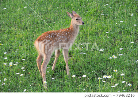 Flower field and children of Yezo deer (Shiretoko, Hokkaido) 79468216