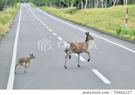 過馬路的野藏鹿的父子（北海道知床） 79468227