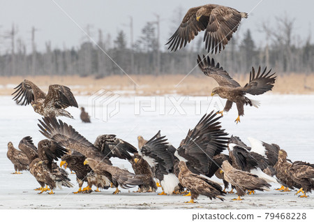 夫人湖冬景 79468228