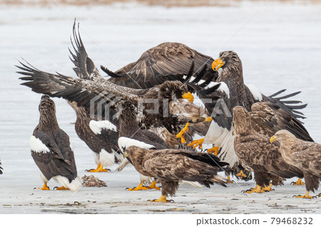 Lake Furen winter scenery 79468232