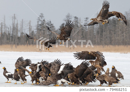 Lake Furen winter scenery Lake Furen winter scenery 79468251