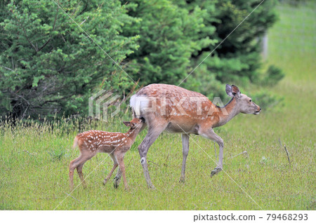 Breastfeeding of Sika deer (Shiretoko, Hokkaido) Breastfeeding of Sika deer (Shiretoko, Hokkaido) 79468293