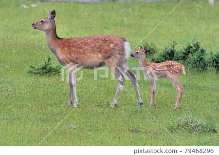 Parent and child of Ezoshima (Hokkaido / Shiretoko) Parent and child of Ezoshima (Hokkaido / Shiretoko) 79468296