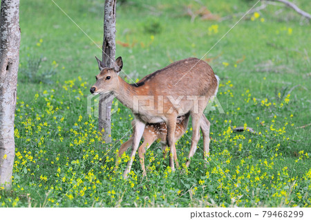 Breastfeeding of Sika deer (Shiretoko, Hokkaido) 79468299