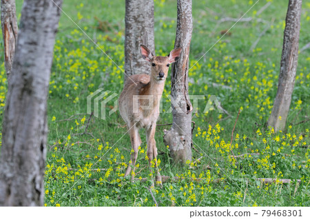 Rape field and sika deer (Shiretoko, Hokkaido) 79468301