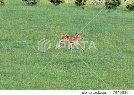 A child of Yezo deer running in the meadow (Shiretoko, Hokkaido) A child of Yezo deer running in the meadow (Shiretoko, Hokkaido) 79468304