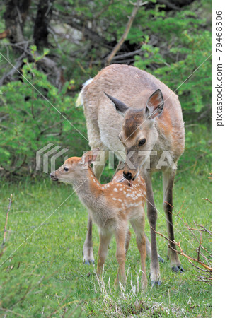 Parent and child of Ezoshima (Hokkaido / Shiretoko) Parent and child of Ezoshima (Hokkaido / Shiretoko) 79468306