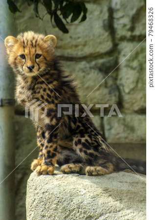 多摩動物園的可愛獵豹幼崽 多摩動物園的可愛獵豹幼崽 多摩動物園的可愛獵豹幼崽 多摩動物園的可愛獵豹幼崽 79468326