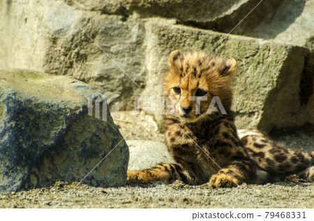多摩動物園的可愛獵豹幼崽 多摩動物園的可愛獵豹幼崽 79468331