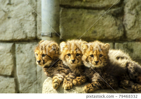 Cute cheetah cubs in Tama Zoo Cute cheetah kids at Tama Zoo 79468332