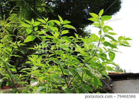 正陵谷、正陵川、夏天的花、藍花楹花 正陵谷、正陵川、夏天的花、藍花楹花 79468366