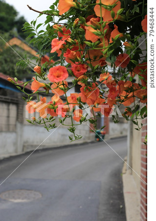 正陵谷、正陵川、夏天的花、藍花楹花 79468444