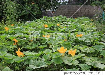 正陵谷、正陵川、夏天的花、藍花楹花 79468449