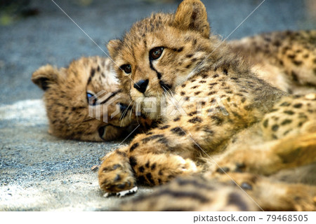 Cute 2 months old cheetah cubs in Tama Zoo Cute Tama animals 79468505