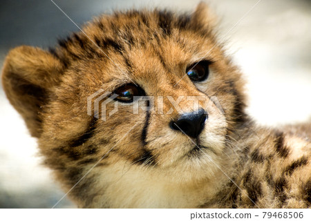 Cute 2 months old cheetah cubs in Tama Zoo Cute Tama animals 79468506