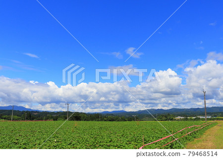 初夏的天空、田野和山脈 79468514