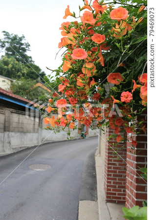 Jeongneunggol. Neungsohwa. Summer flowers. Alley Jeongneunggol. Neungsohwa. Summer flowers. Alley 79469073