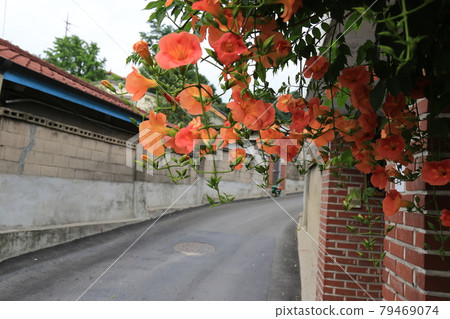 Jeongneunggol. Neungsohwa. Summer flowers. Alley Jeongneunggol. Neungsohwa. Summer flowers. Alley 79469074