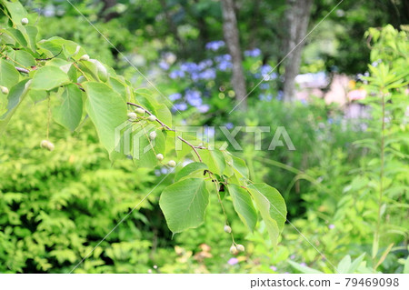 Hakuunboku的果實 Hakuunboku的果實 79469098