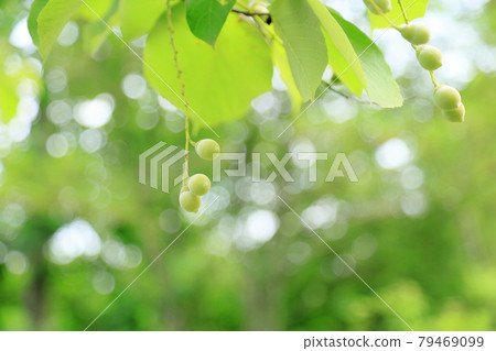 Hakuunboku的果實 79469099