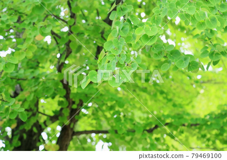 Kurazura離開 79469100