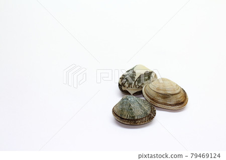 Three clams on a white background Three clams on a white background 79469124