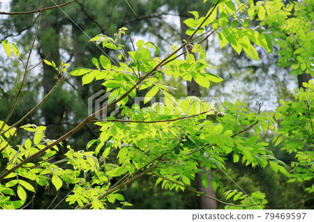Japanese walnut fruit Japanese walnut fruit 79469597