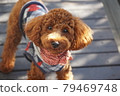 Stare at your dog Toy Poodle 79469748