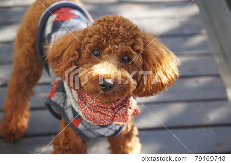 盯著你的狗玩具貴賓犬 79469748