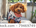 Stare at the toy poodle of your dog fluttering in the wind 79469749
