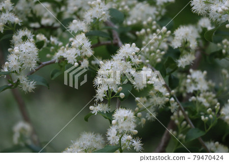 Sawafutagi 79470424