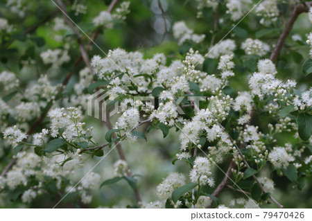 Sawafutagi Sawafutagi 79470426