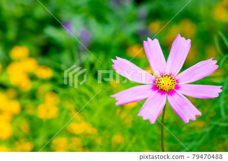 Cosmos in full bloom 79470488