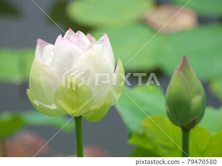 Lotus flowers that bloom beautifully in the moat of Saga Castle 79470580