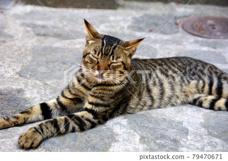 街上的貓 79470671