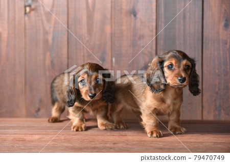 Kaninhen 臘腸犬幼犬寶寶 Kaninhen 臘腸犬幼犬寶寶 79470749