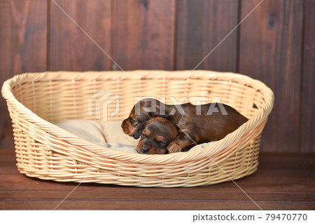 Kaninhen Dachshund Puppy, Baby 79470770