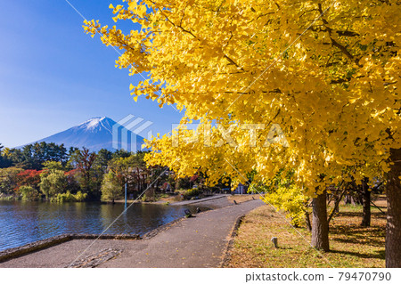 （山梨縣）河口湖/禦池公園的銀杏秋葉和富士山 79470790