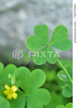 Heart (Oxalis leaf) Heart (Oxalis leaf) 79470981