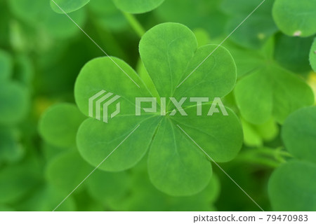 心（酢漿草葉） 79470983