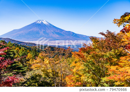 （山梨縣）第20歌關的紅葉，白雪覆蓋的富士山 79470986