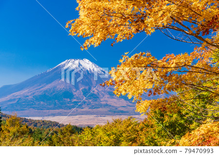 (Yamanashi Prefecture) Autumn leaves of the 20th song pass, Mt. Fuji covered with snow 79470993