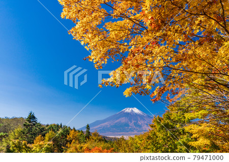 (Yamanashi Prefecture) Autumn leaves of the 20th song pass, Mt. Fuji covered with snow 79471000